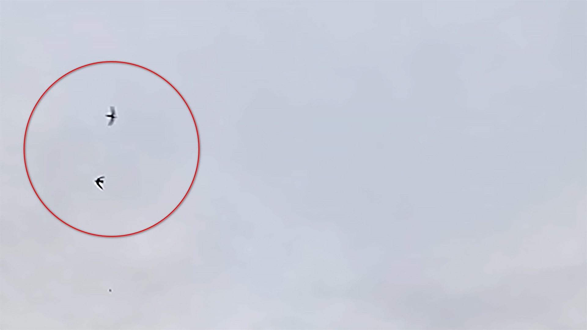 Avvistate rondini a gennaio in provincia di Sondrio: com'è possibile in pieno inverno