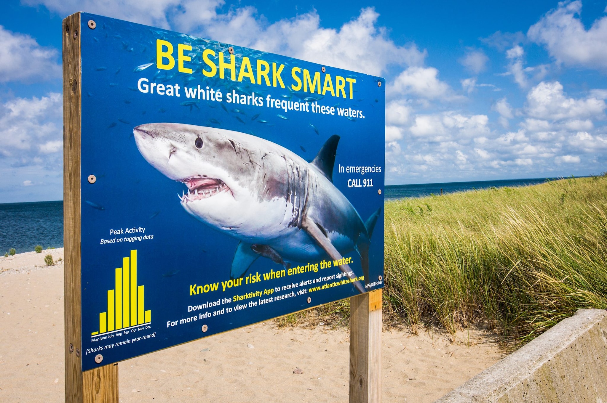 Cos'è la fascia anti squalo indossata da Erika Fox, la triatleta forse uccisa da un “Grande Bianco”
