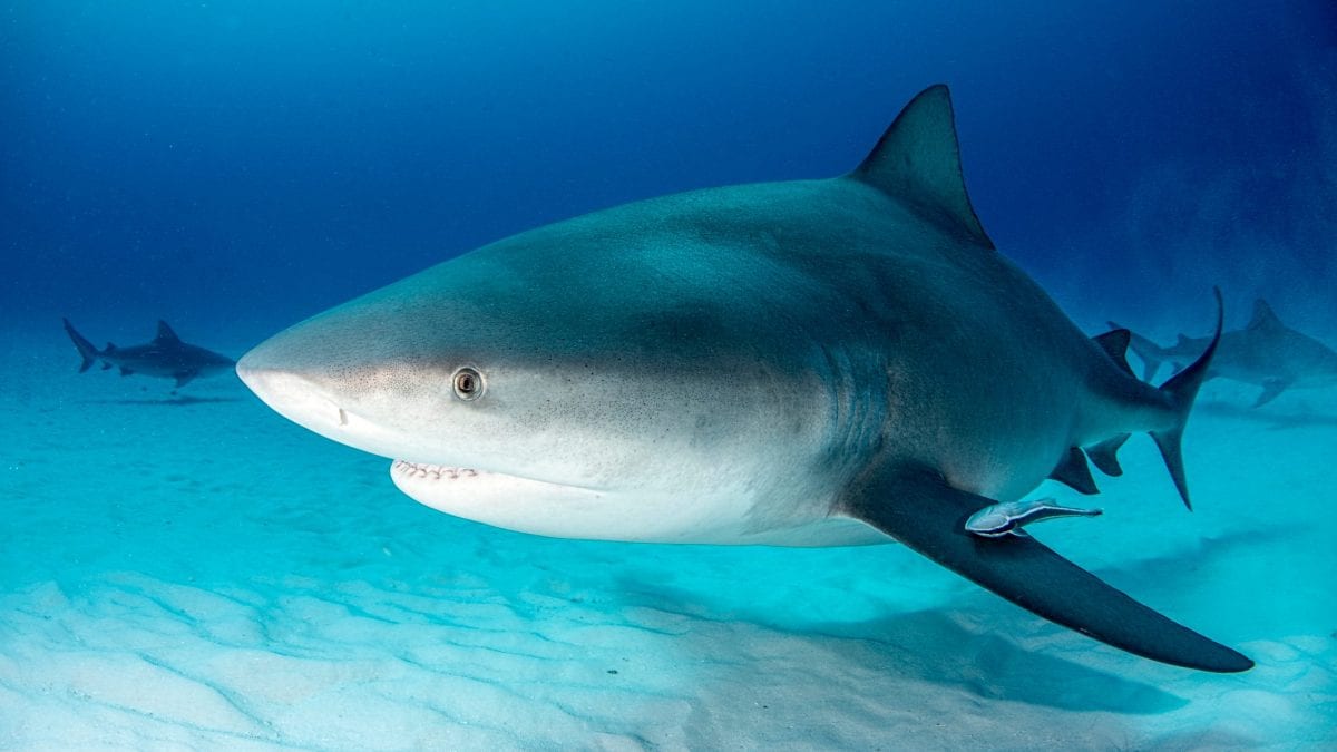 Squalo leuca (Carcharhinus leucas). Credit: iStock