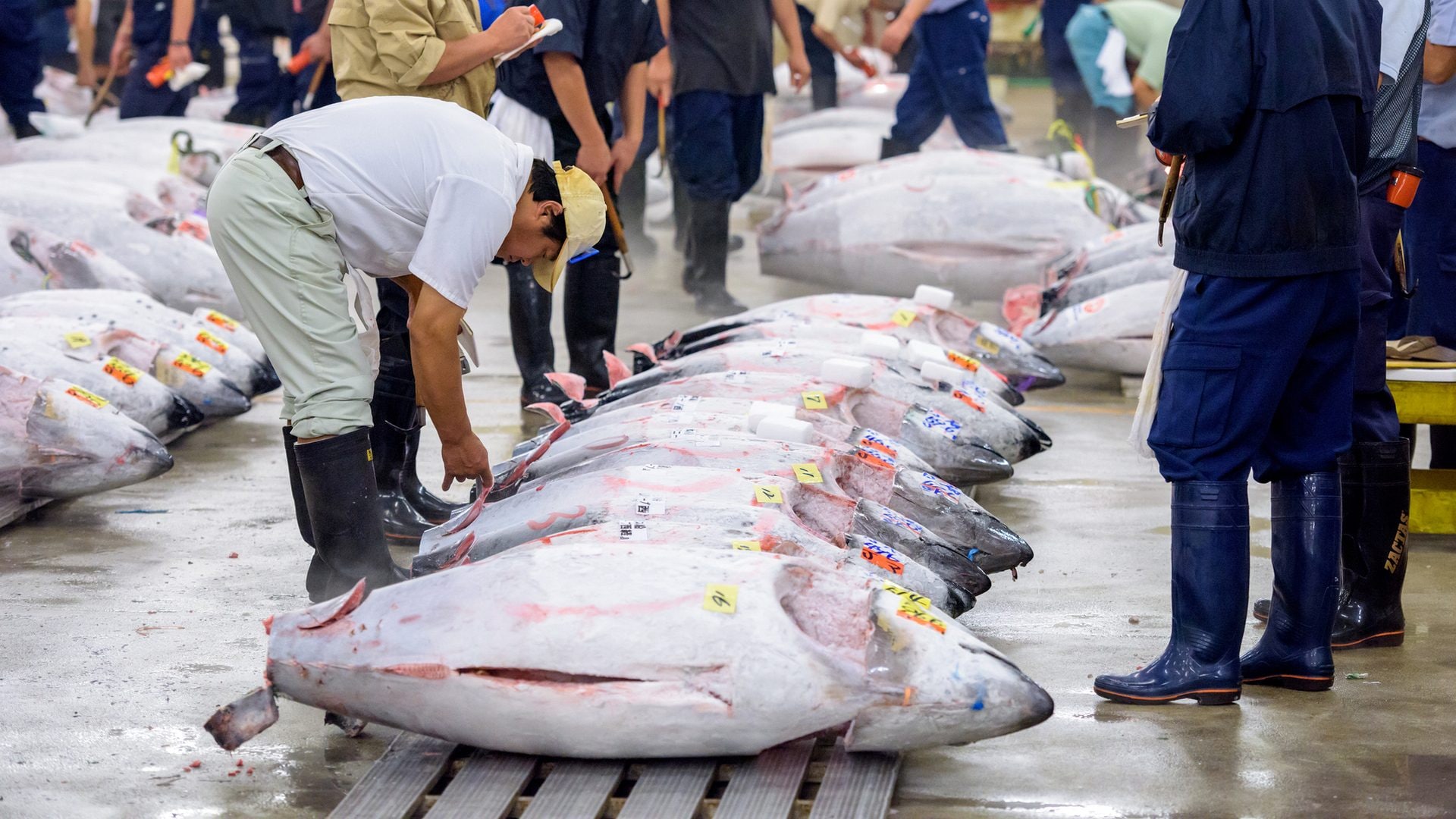 Com'è possibile che un tonno costi milioni di Euro: pesce di 243 kg venduto in Giappone a cifra record