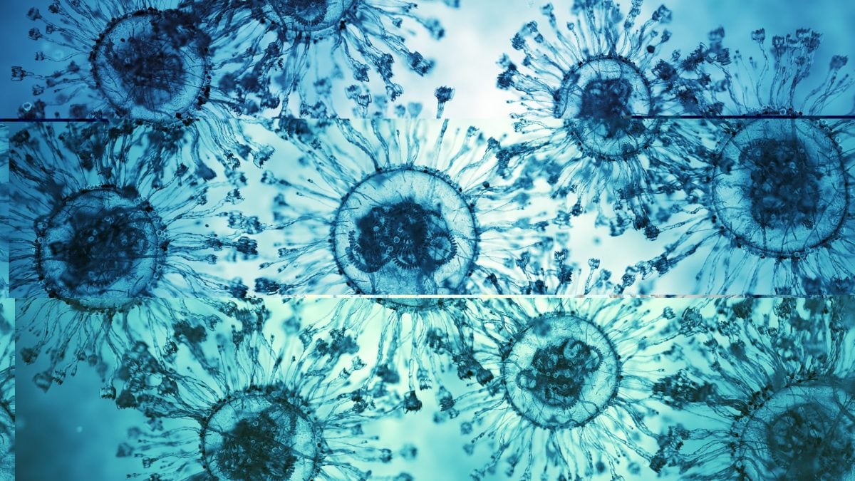 Illustrazione di particelle virali: lo studio ha rilevato il Pteropine orthoreovirus (PRV) in casi umani in Bangladesh / Photo: iStock