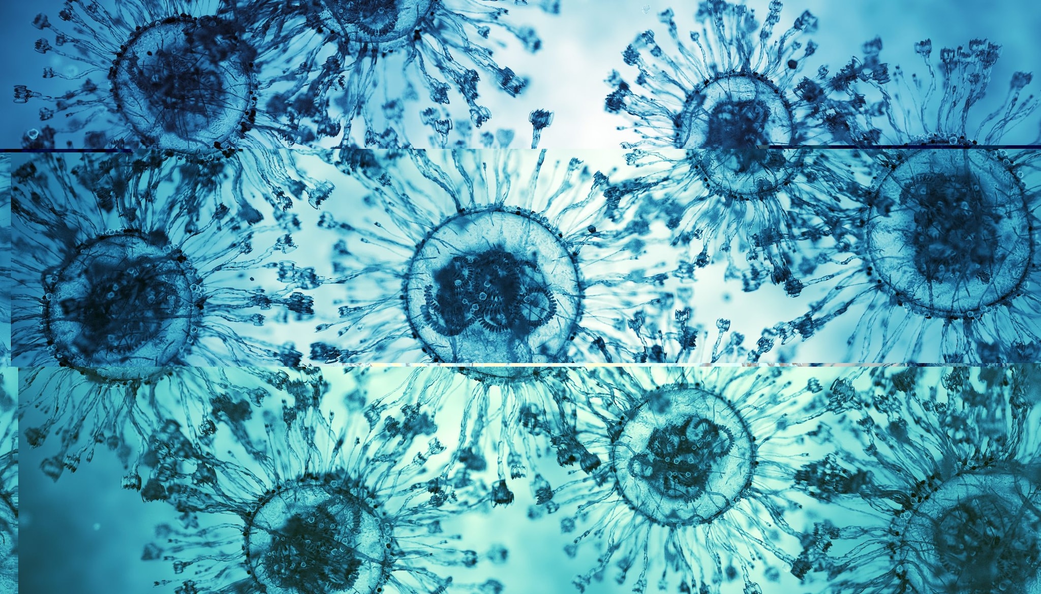 Il Bangladesh segnala un virus dei pipistrelli trasmesso agli umani: 5 casi, sintomi influenzali e encefalite