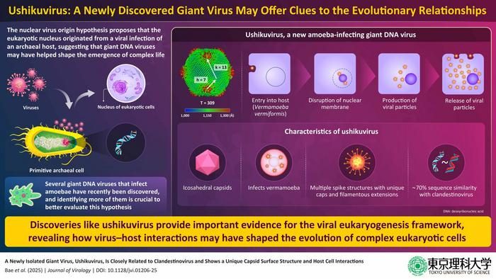 Il virus gigante e l’ipotesi dell’eucariogenesi virale. Credit: Professor Masaharu Takemura from Tokyo University of Science, Japan