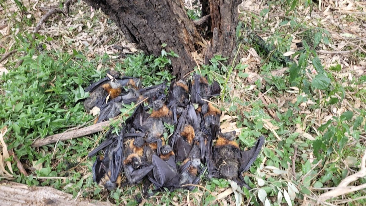 Volpi volanti. Credit: Lea Bee/Fly By Night Bat Clinic Victoria