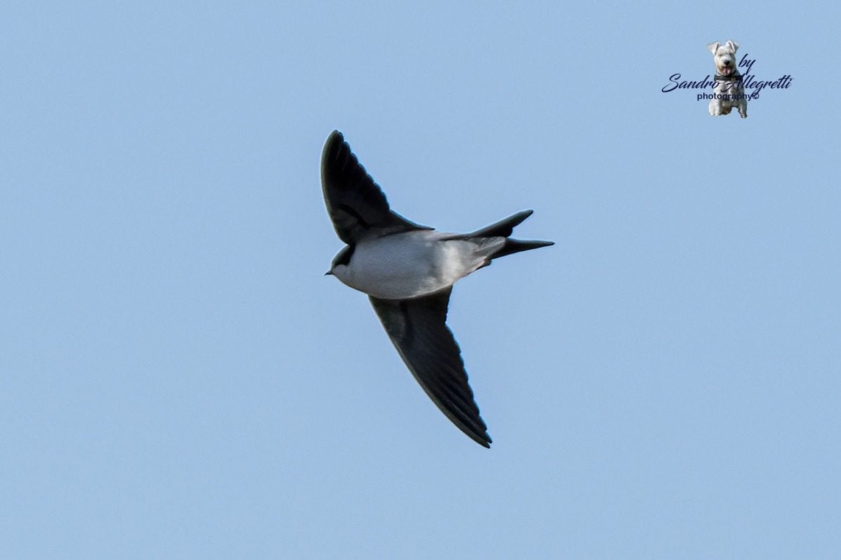 Balestruccio fotografato il 15 febbraio 2026 sul lago di Caprolace. Credit: Sandro Allegretti