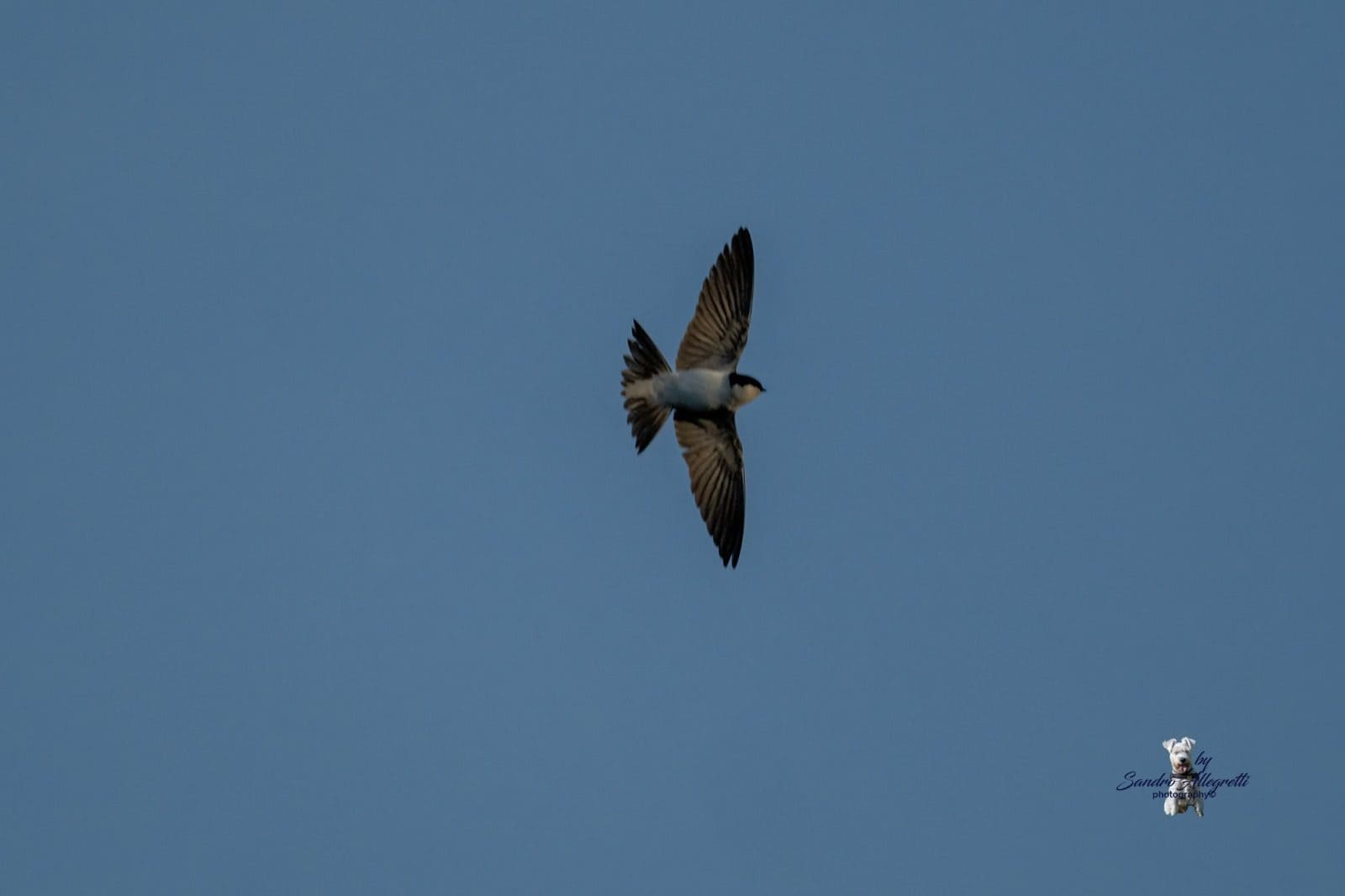 Balestruccio in volo sul lago di Caprolace. Credit: Sandro Allegretti
