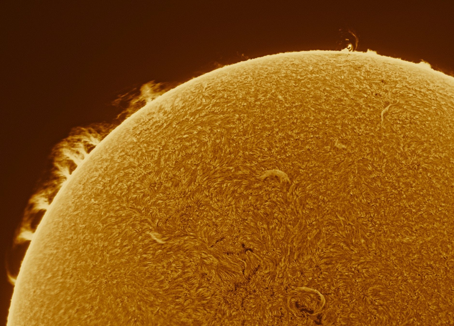 Sole. Credit: Fabio Giordano