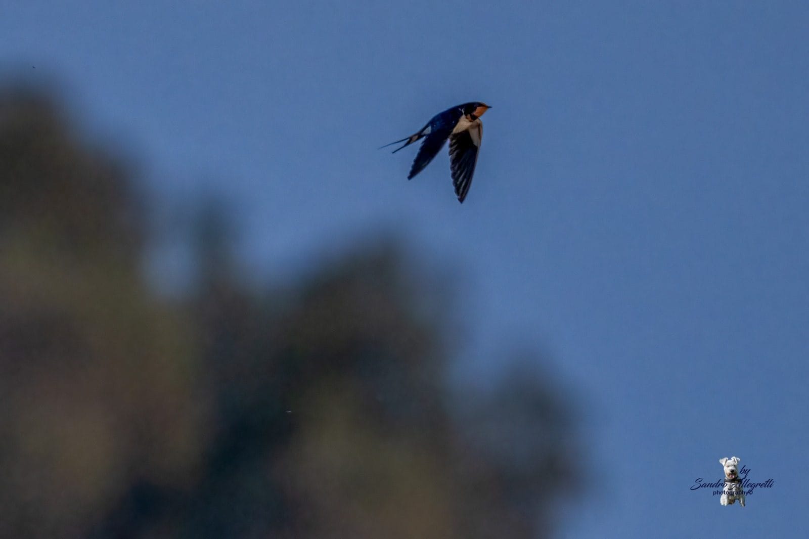 Rondine comune precoce al parco del Circeo. Credit: Sandro Allegretti