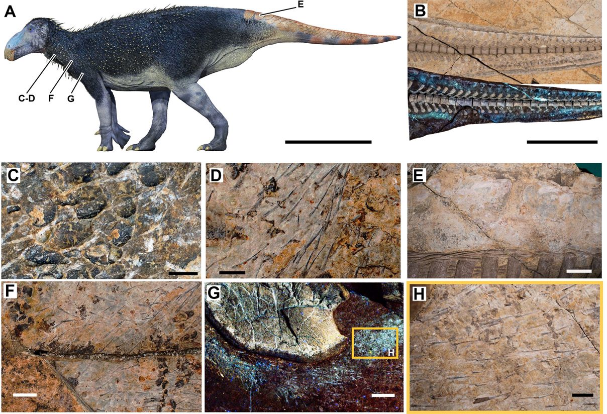 Le strutture tegumentarie di Haolong dongi. Credit:
