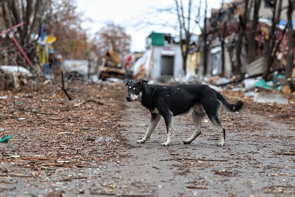 Un cane randagio nel Donetsk. Credit: Getty