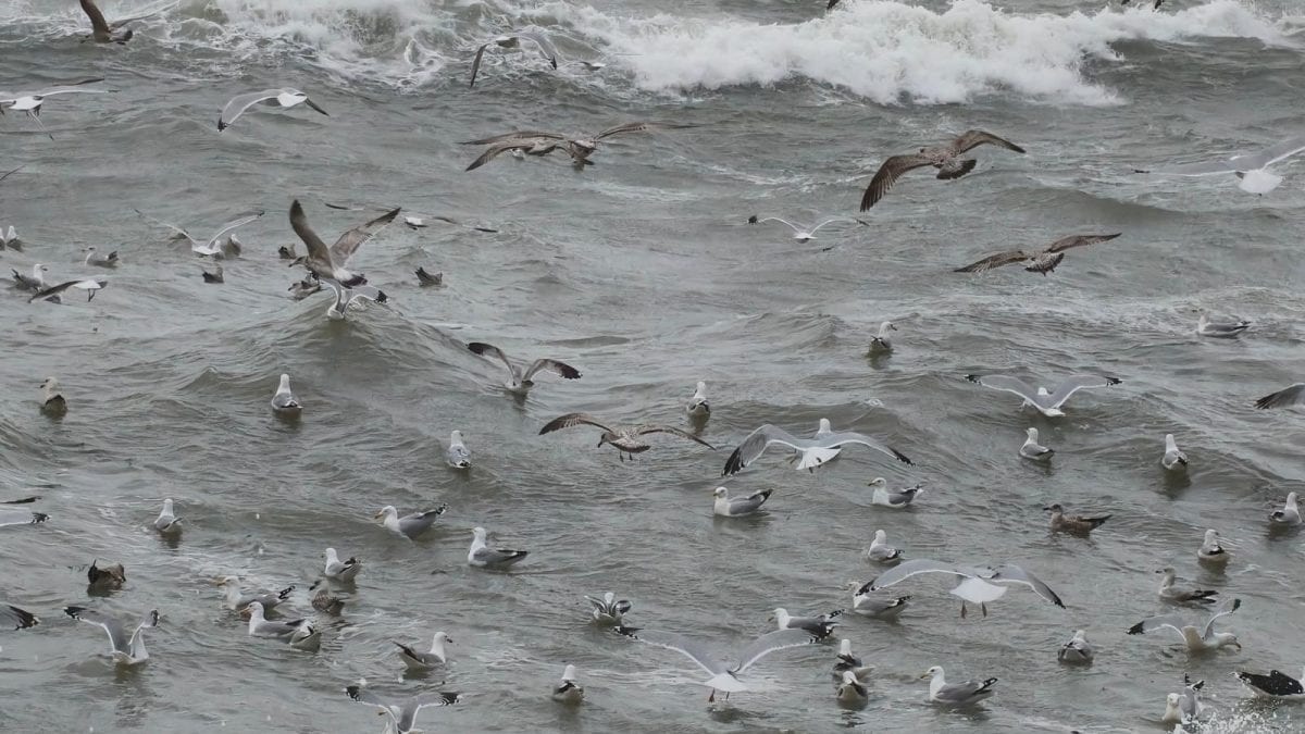 FANPAGE.IT | Il mare dalle coste vicino a Dublino