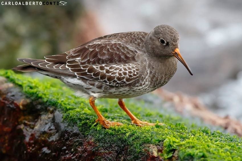 Piovanello tridattilo. Credit: Carlo Alberto Conti
