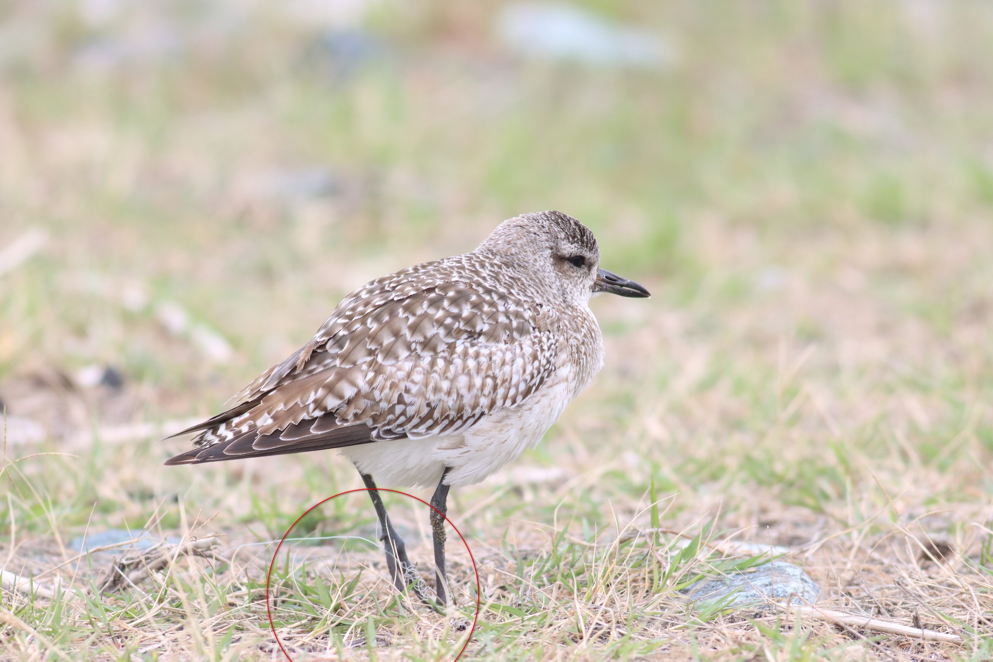 Pivieressa. Credit: Gianni Lucchi