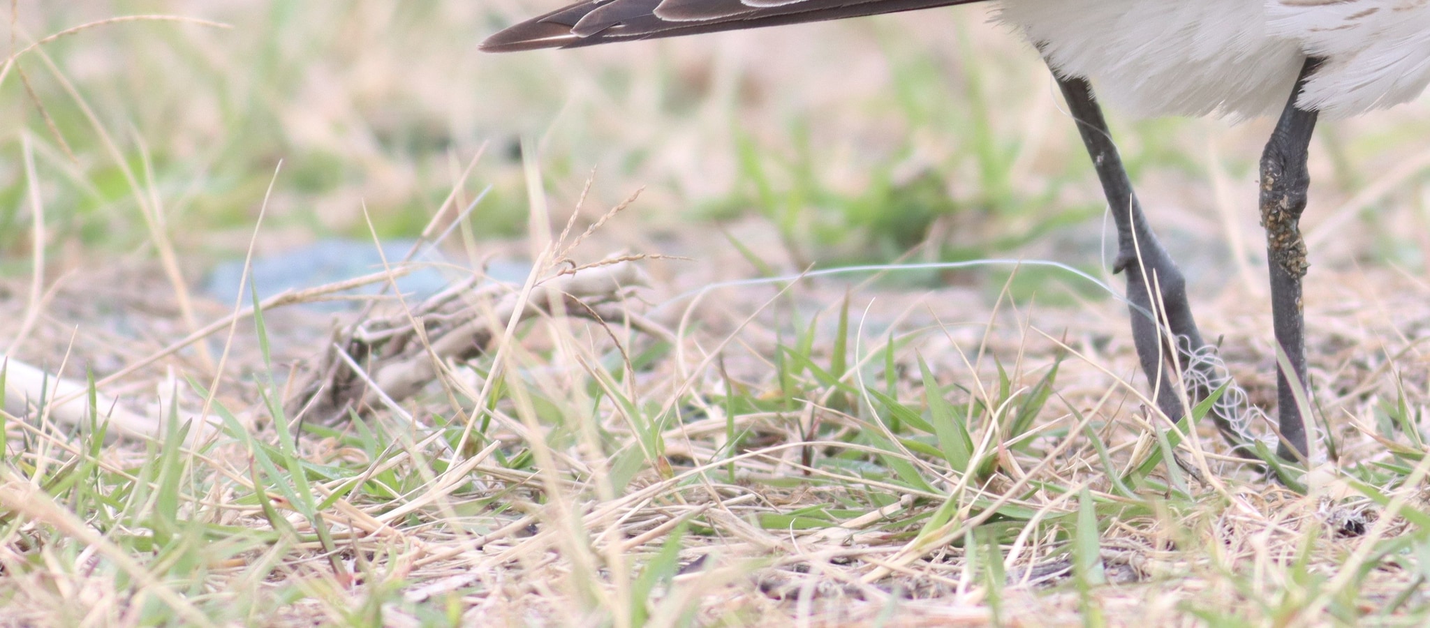 Dettaglio pivieressa. Credit: Gianni Lucchi