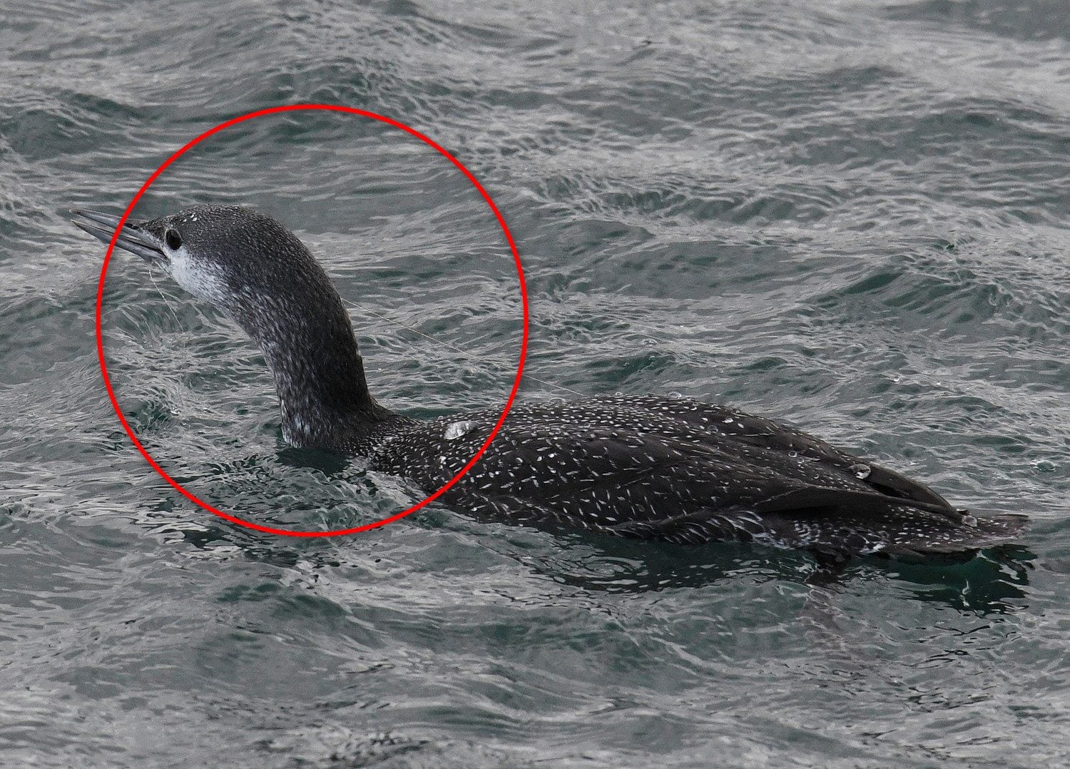 Strolaga minore. Credit: Gabriella Motta