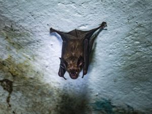 Epidemia di Nipah, Bassetti: “Morta un’infermiera contagiata dal virus. Ne sentiremo parlare ancora”