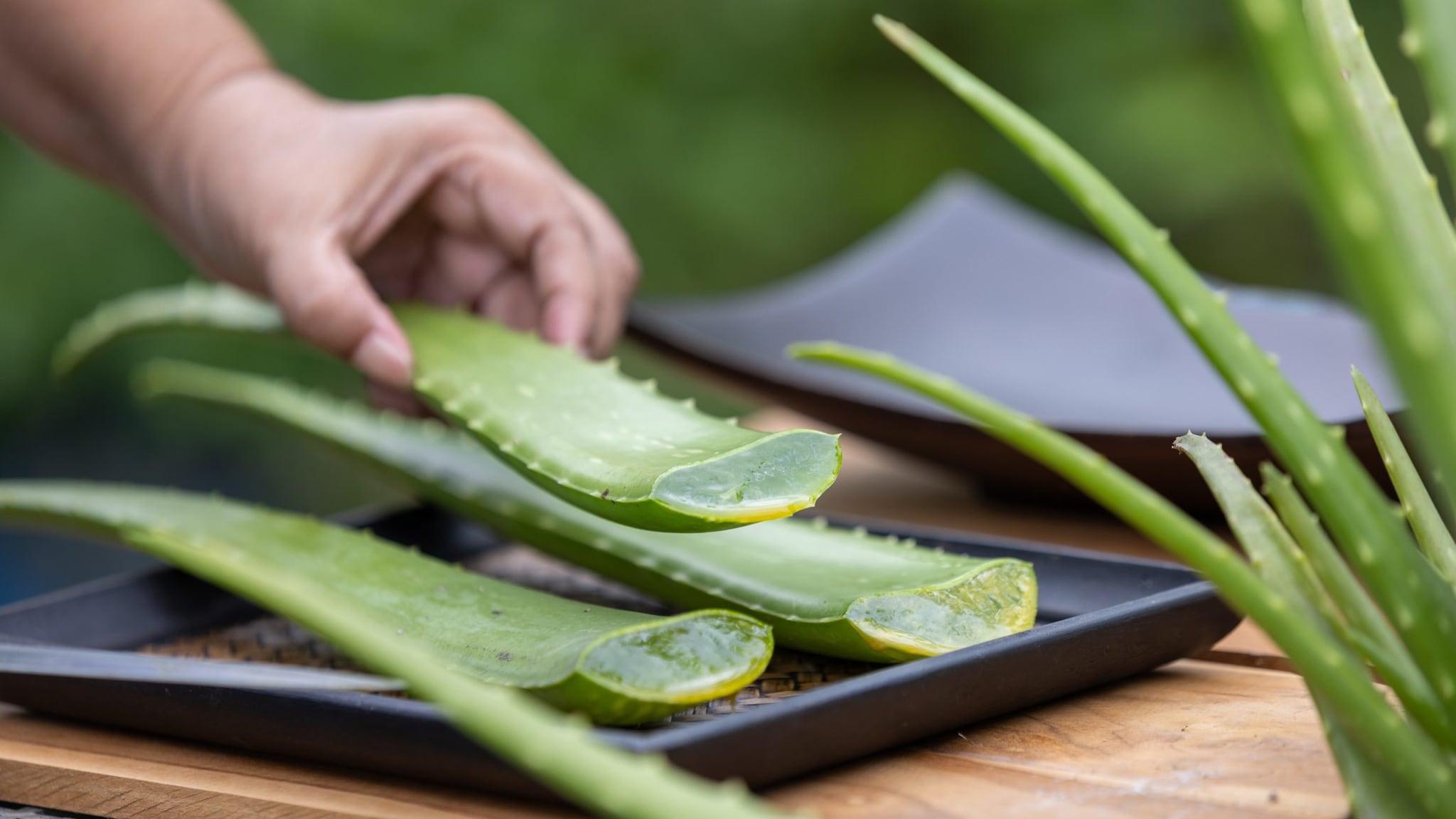 L'Aloe vera dona speranze contro il sintomo più temuto dell'Alzheimer: la perdita di memoria