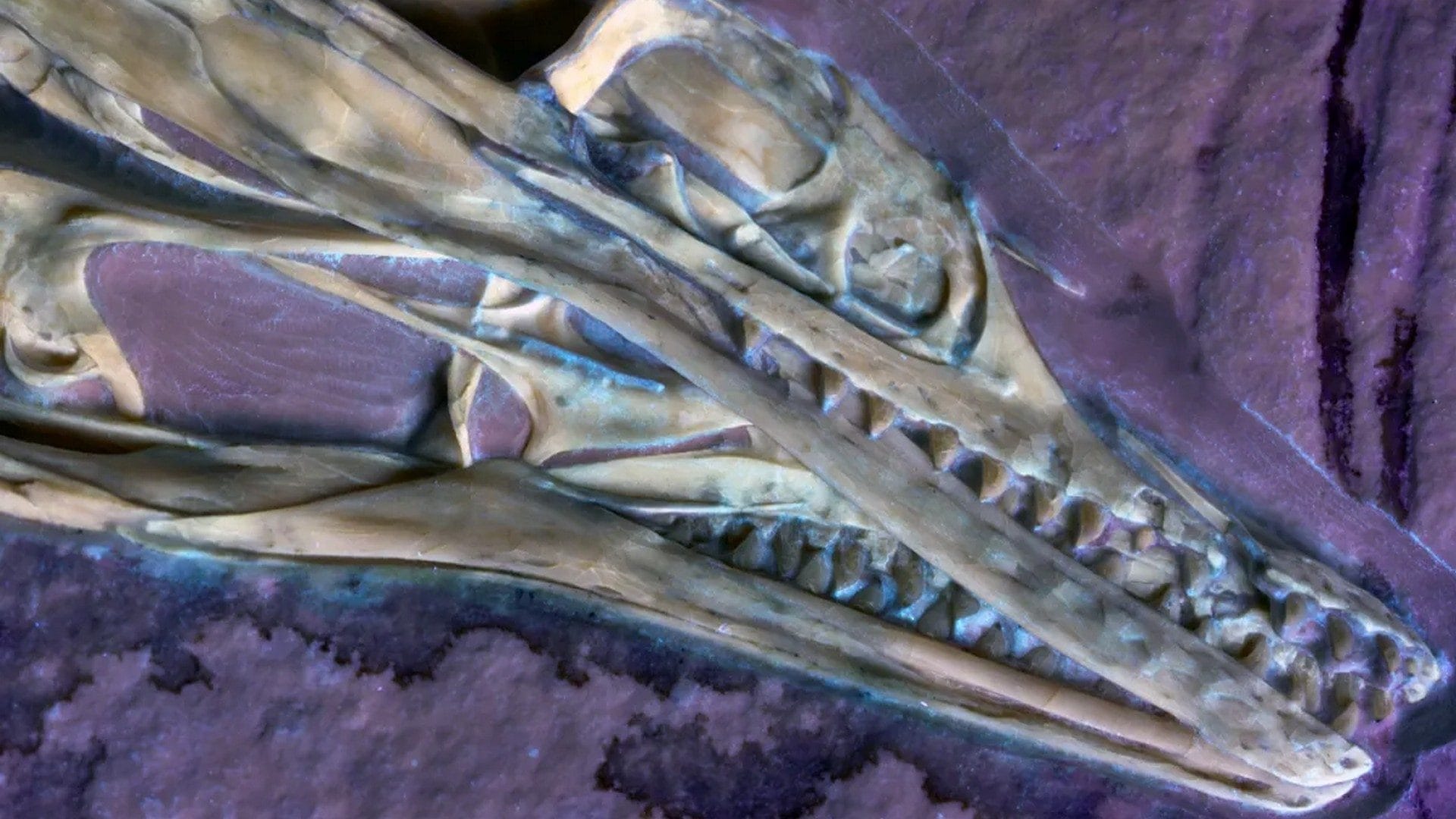 Incredibile scoperta nel cranio di un fossile di Archaeopteryx, iconico dinosauro alato del Giurassico