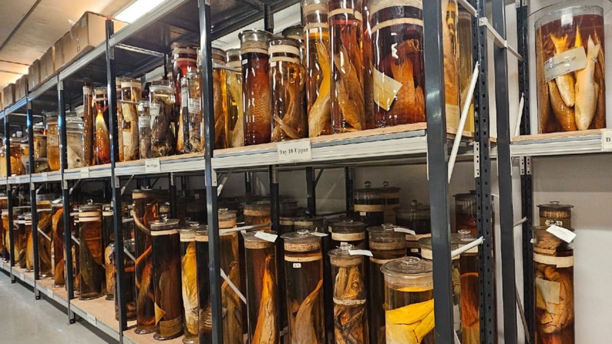 Barattoli della Tank Room del Natural History Museum di Londra, dove sono custoditi esemplari raccolti da Charles Darwin durante il viaggio dell’HMS Beagle alle Galápagos / Credit: Natural History Museum, London