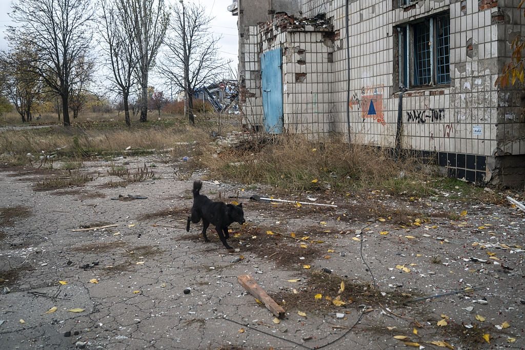 Un cane si aggira nei pressi di un edificio bombardato in Ucraina. Credit: Getty