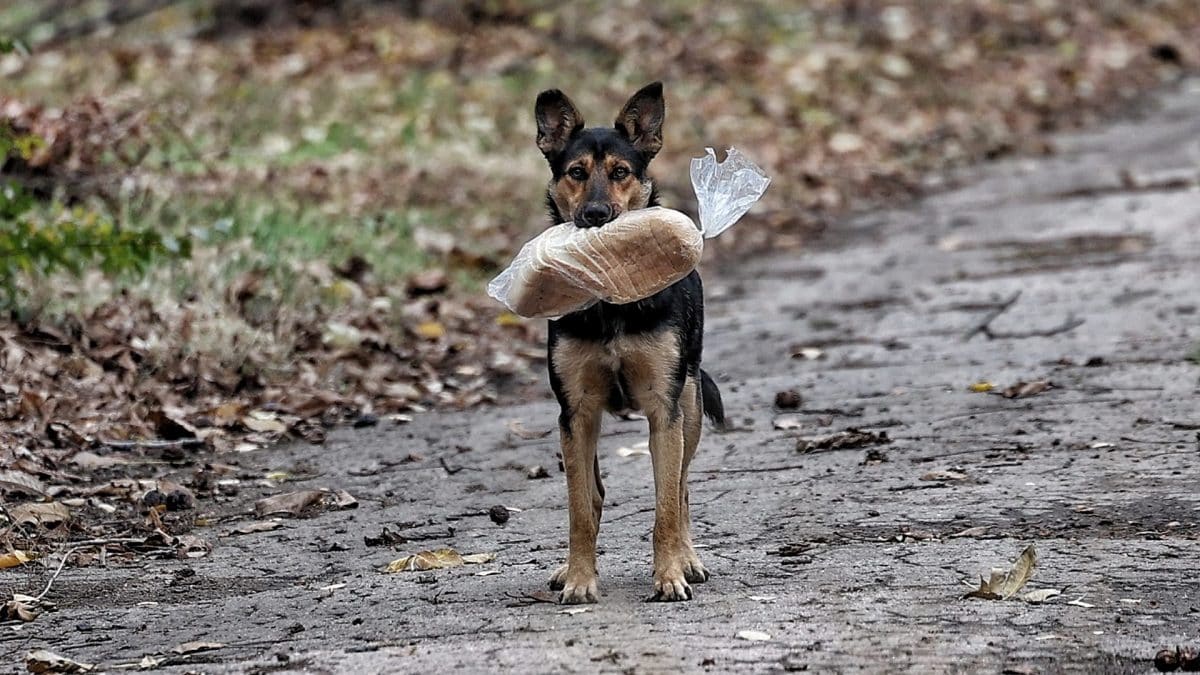 Un cane randagio nel Donetsk con una busta di pane appena rubata. Credit: Getty