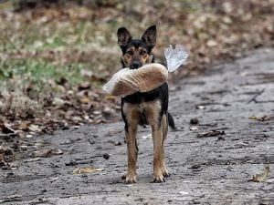 La guerra in Ucraina ha trasformato i cani, non solo nell’aspetto: studio rivela gli effetti della crudeltà umana