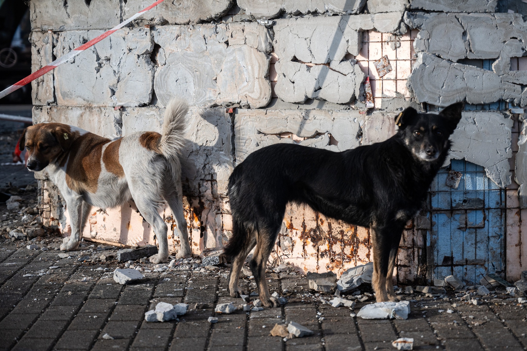 Cani randagi in Ucraina. Credit: Getty