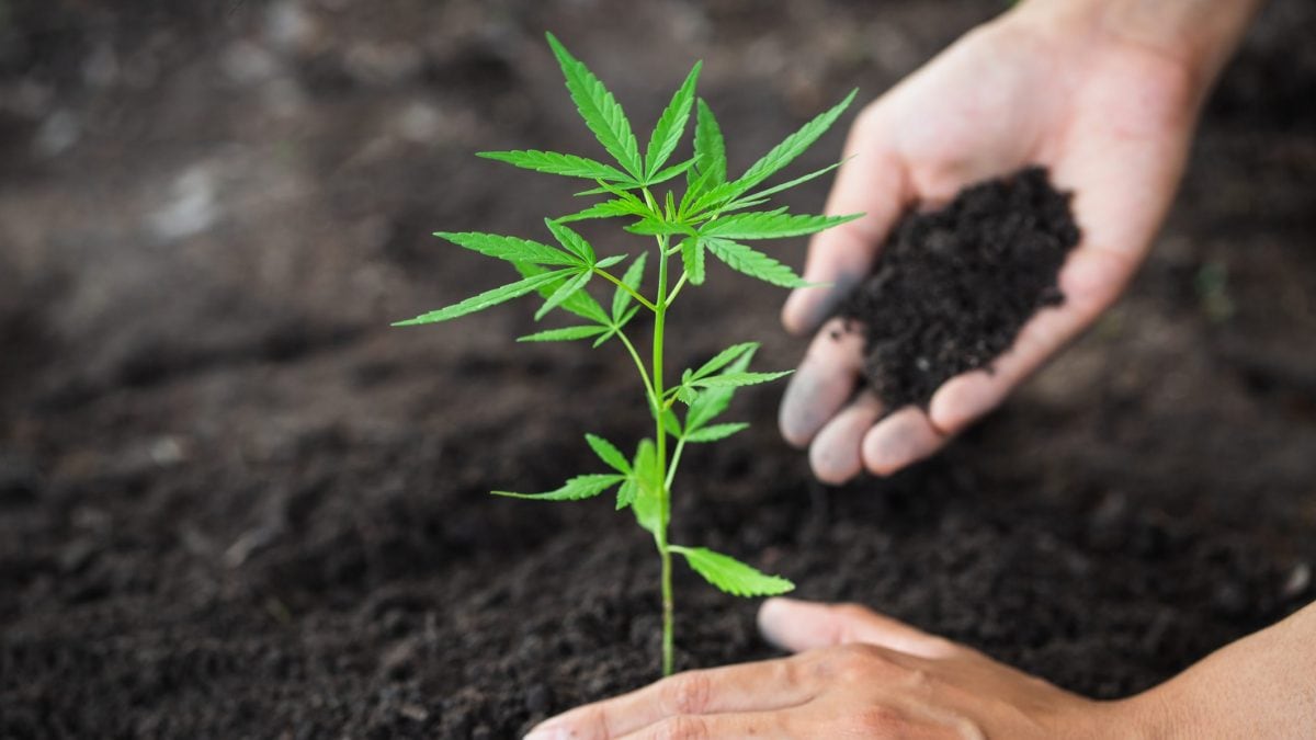 Una piantina di cannabis. Credit: iStock