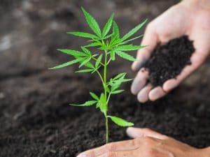 L’uso moderato di cannabis è associato a memoria e volumi cerebrali migliori, secondo uno studio