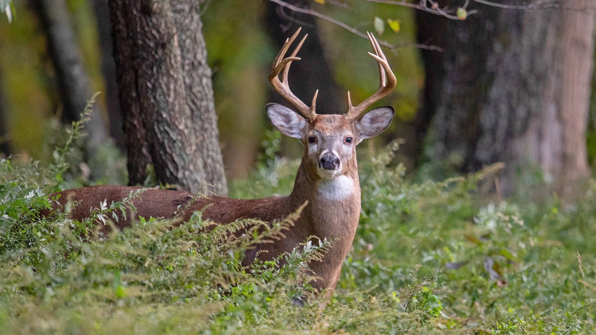 Cervo dalla coda bianca. Credit: iStock