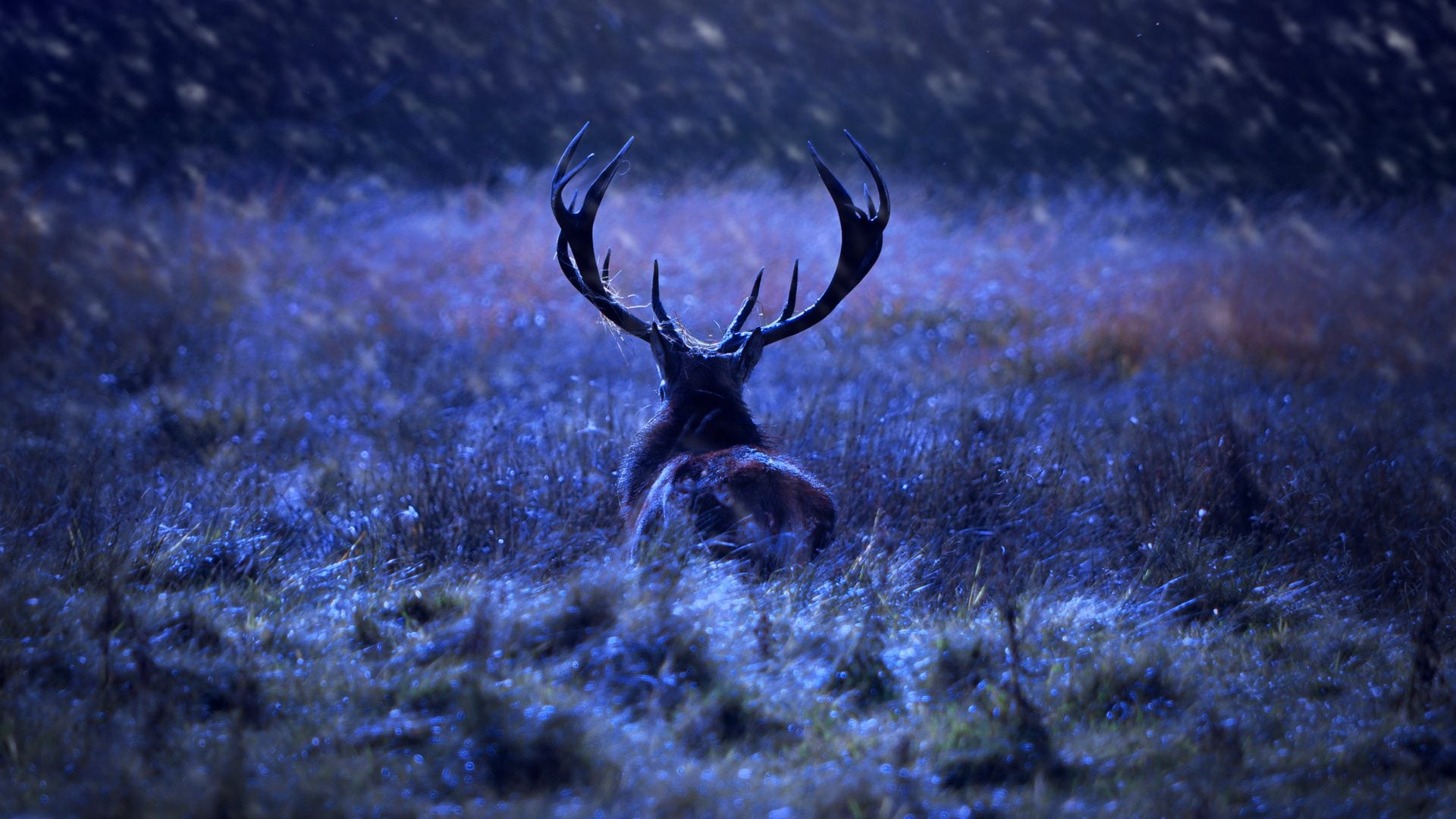Mistero nel bosco: i cervi rilasciano scie luminose ultraviolette mai viste prima