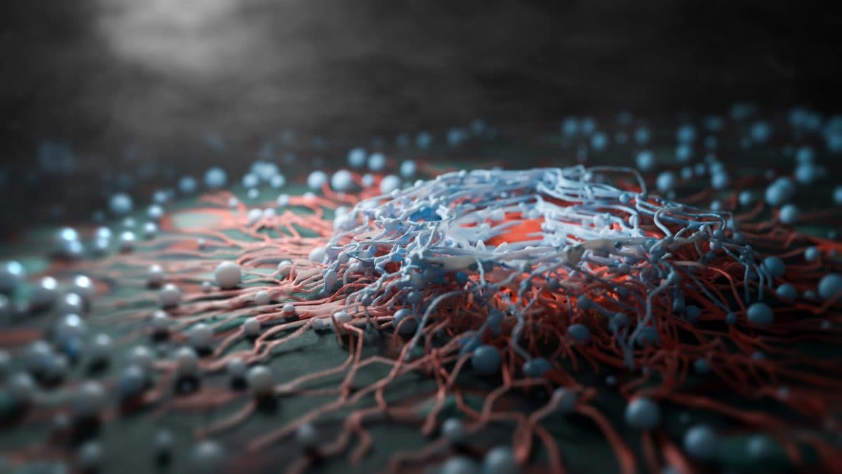 Illustrazione di di cellule tumorali e dei meccanismi di assorbimento lipidico. La proteina BACE2 regola la quantità di trasportatori di grassi attivi sulla membrana cellulare