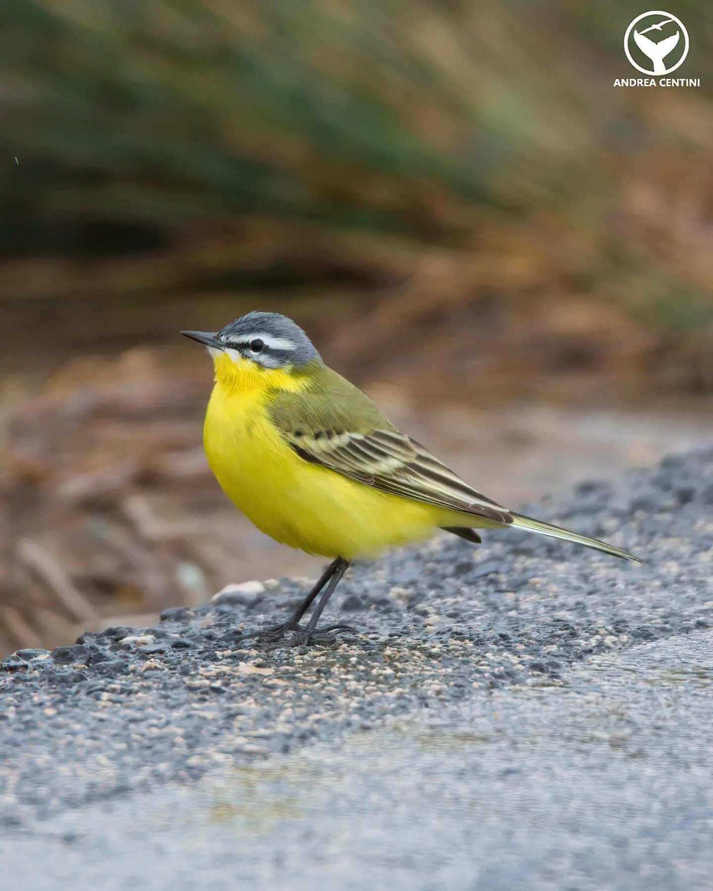 Cutrettola. Credit: Andrea Centini