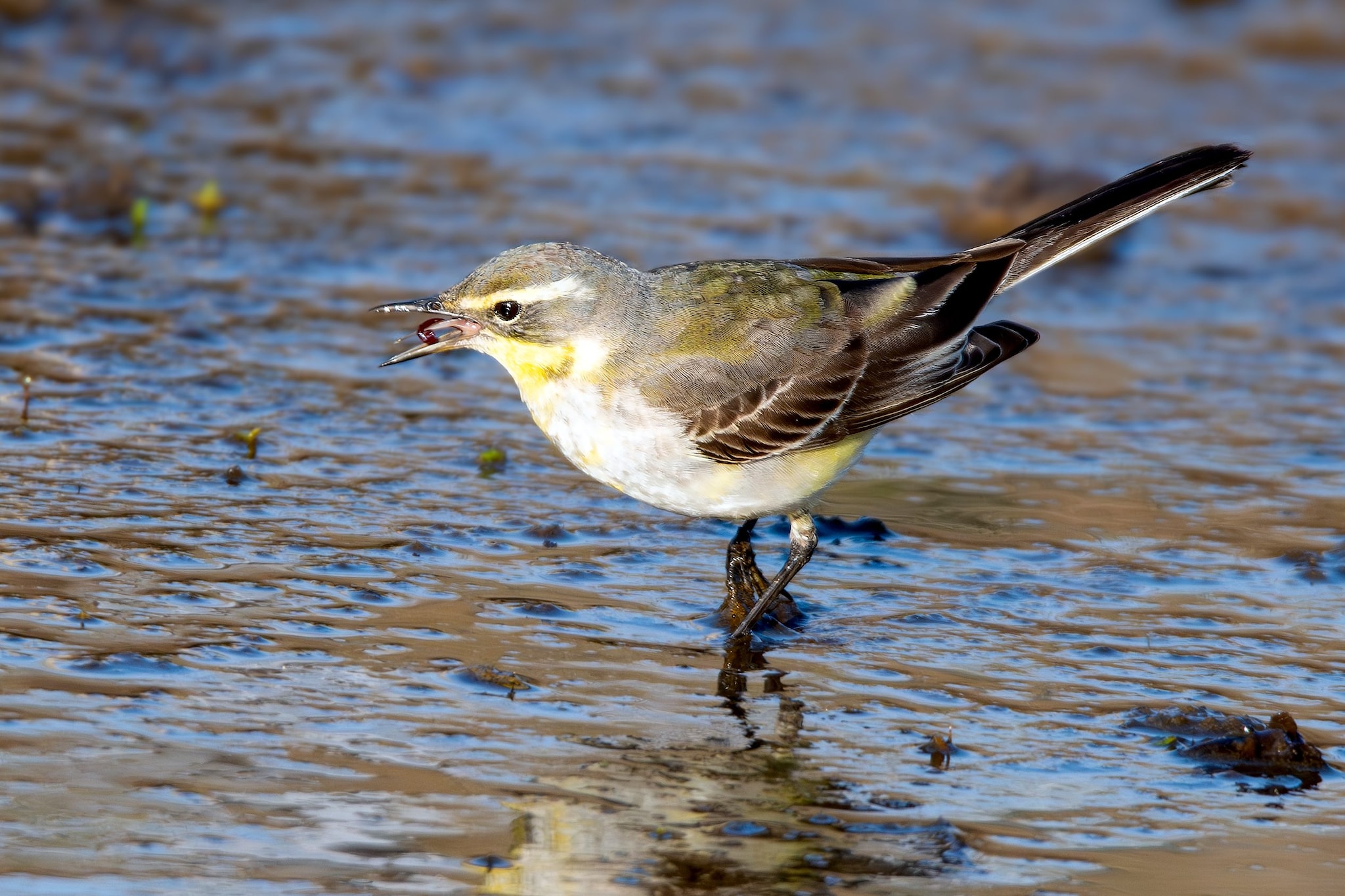Cutrettola di Bering. Credit: Andrea Centini
