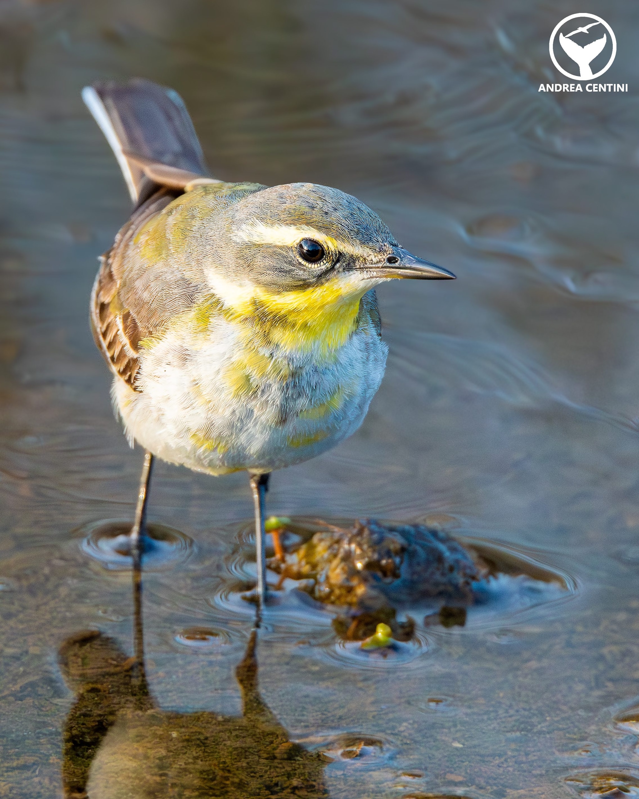 Cutrettola di Bering. Credit: Andrea Centini