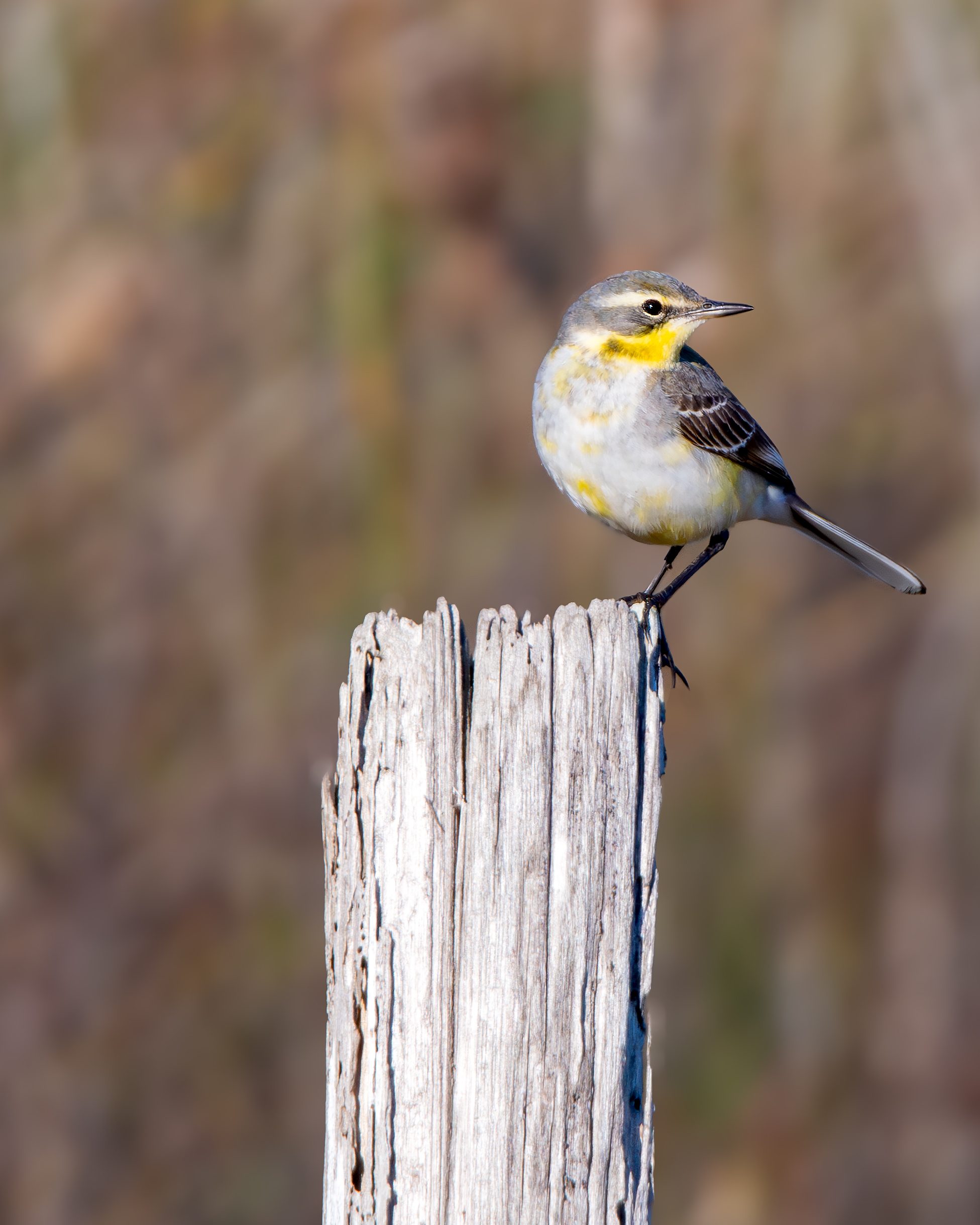 Cutrettola di Bering. Credit: Andrea Centini