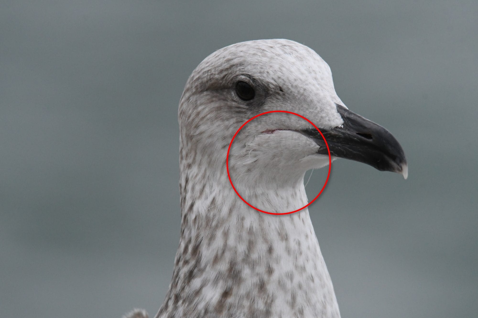 Gabbiano reale. Credit: Gabriella Motta