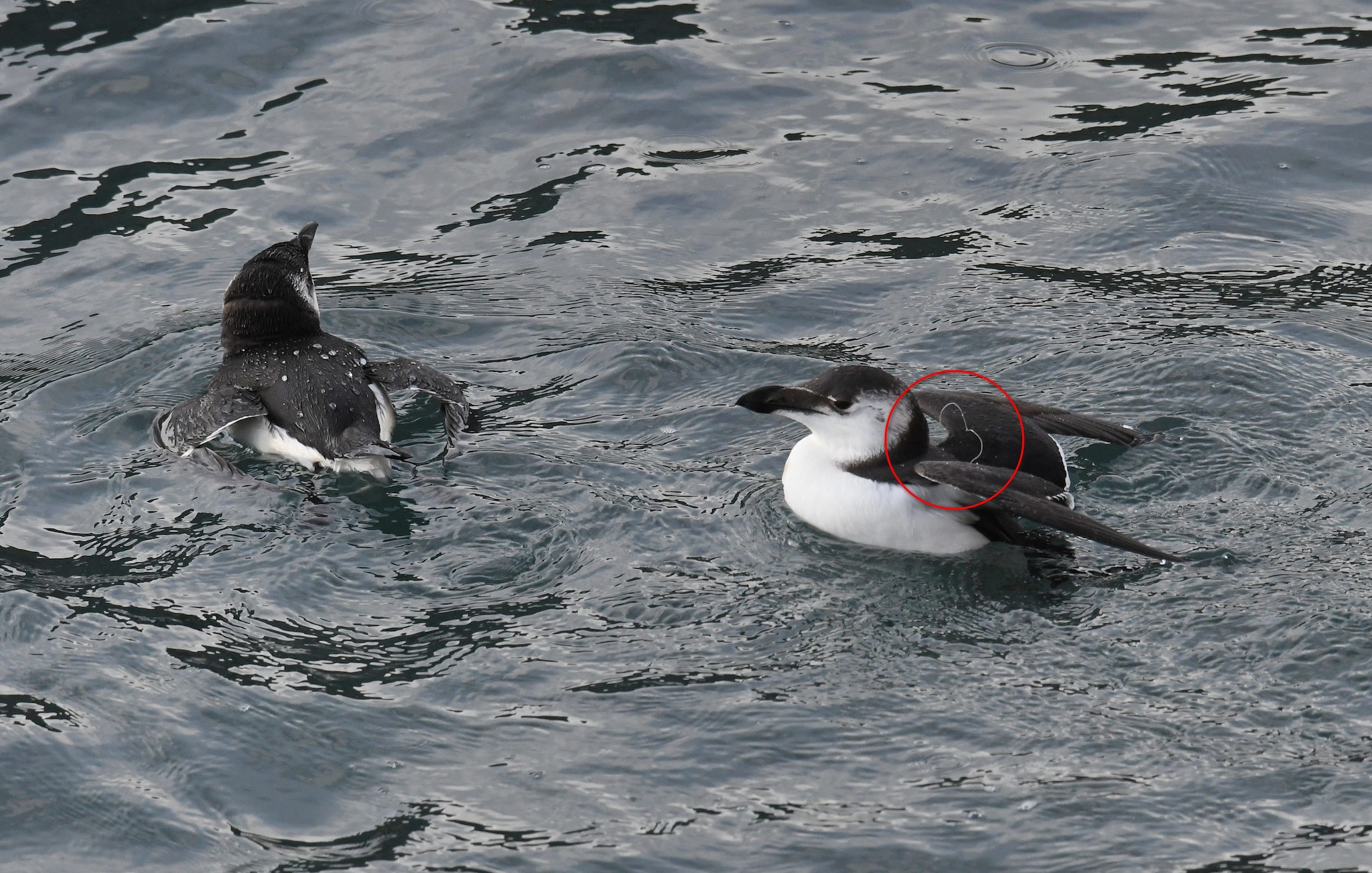 Gazza marina. Credit: Gabriella Motta