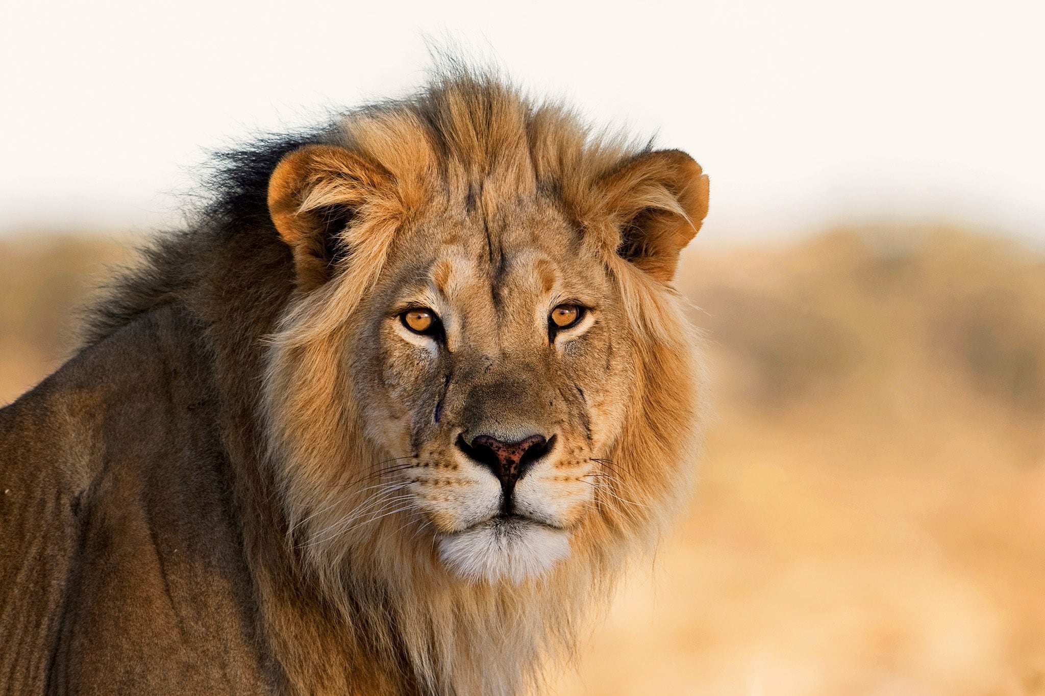 Cacciatori di frodo uccidono un leone ma il DNA li inchioda: è la prima volta nella storia. Condannati