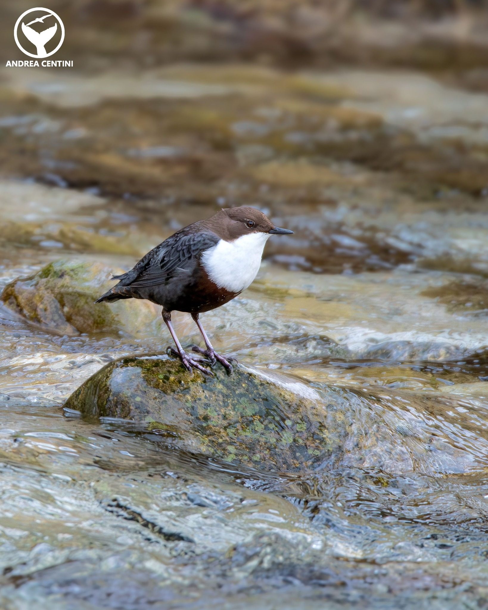Merlo acquaiolo. Credit: Andrea Centini