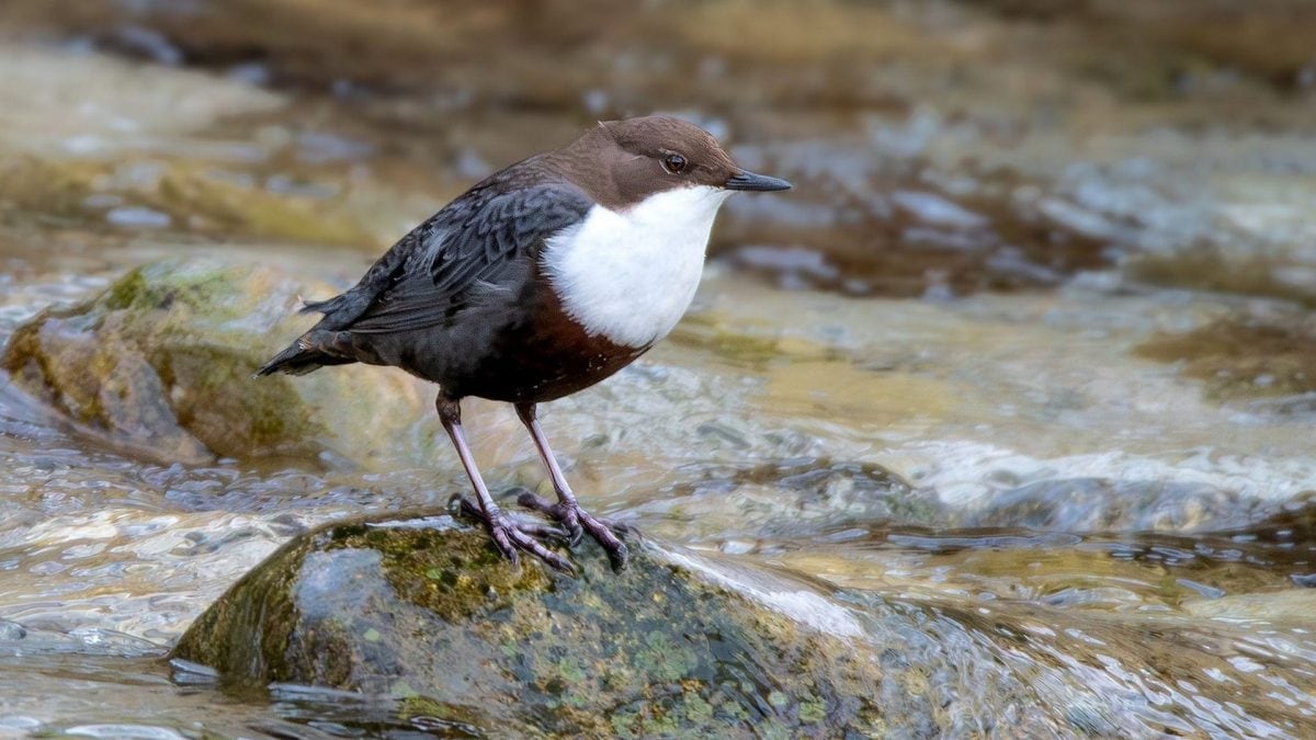 Merlo acquaiolo (Cinclus cinclus). Credit: Andrea Centini