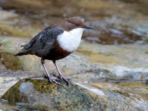 Foto e video del merlo acquaiolo, l’uccello spericolato che si tuffa nell’acqua gelida: dove vederlo in Italia
