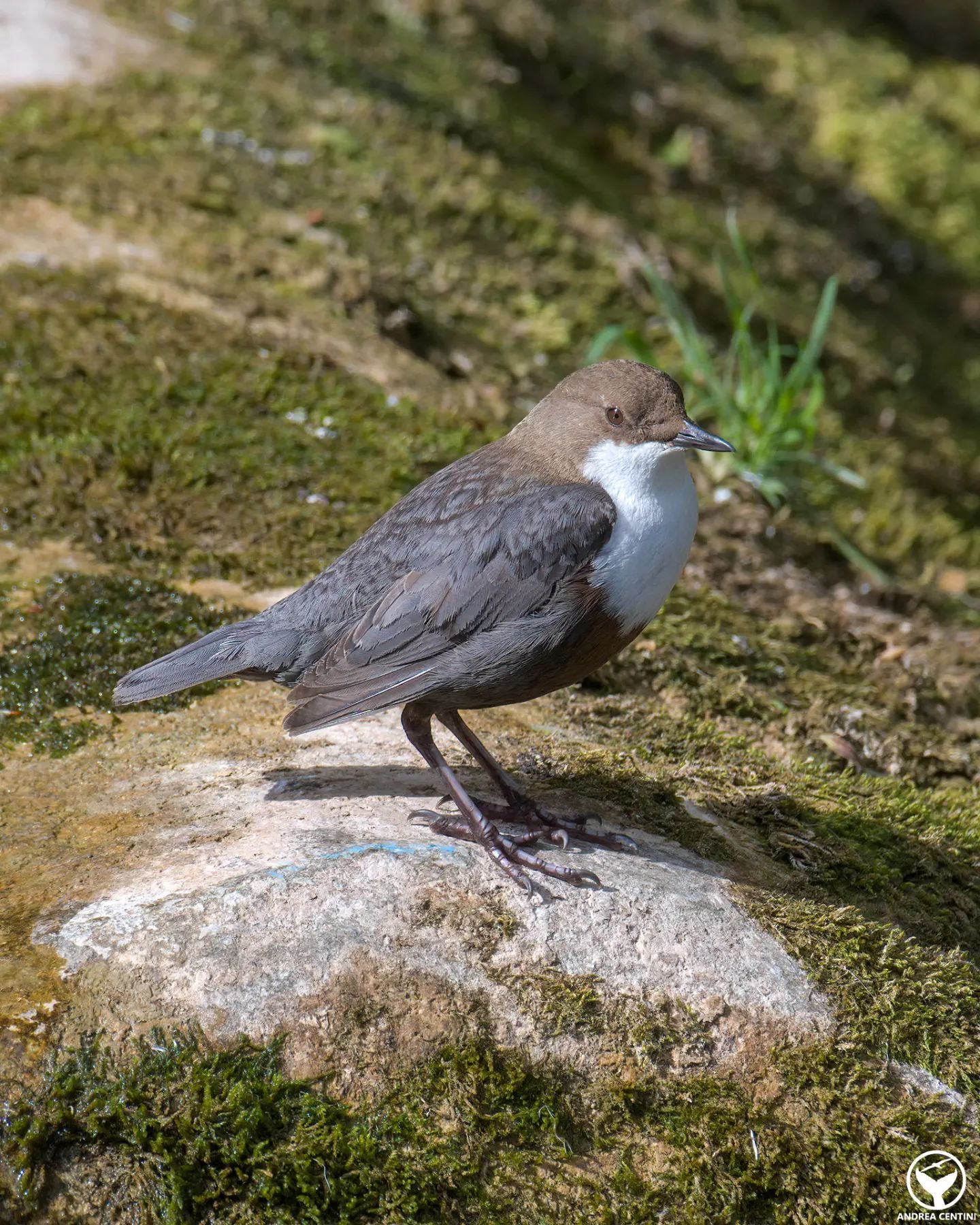 Merlo acquaiolo. Credit: Andrea Centini