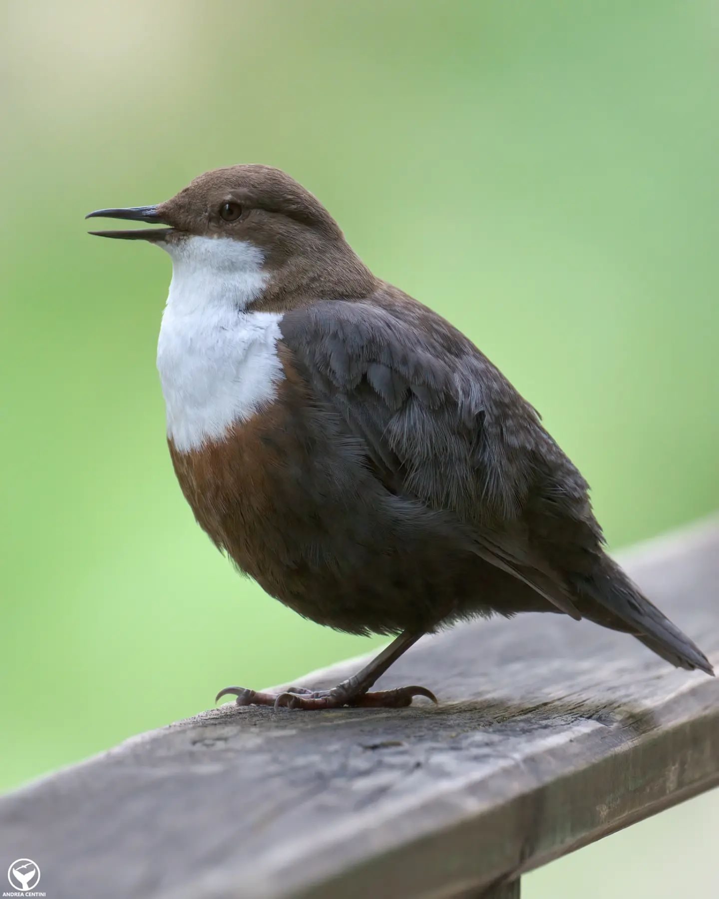 Merlo acquaiolo. Credit: Andrea Centini