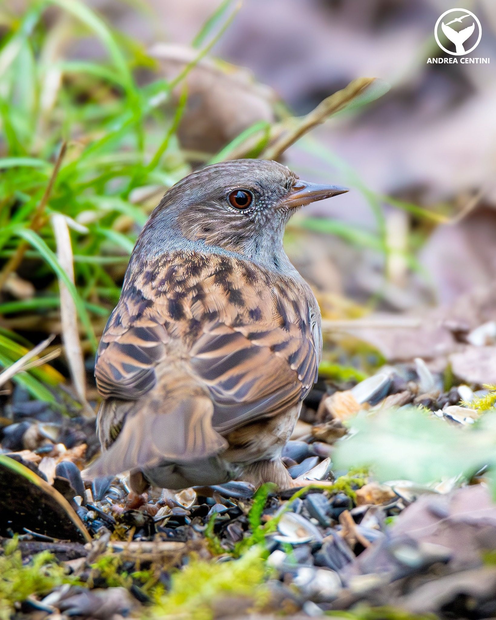 Passera scopaiola. Credit: Andrea Centini