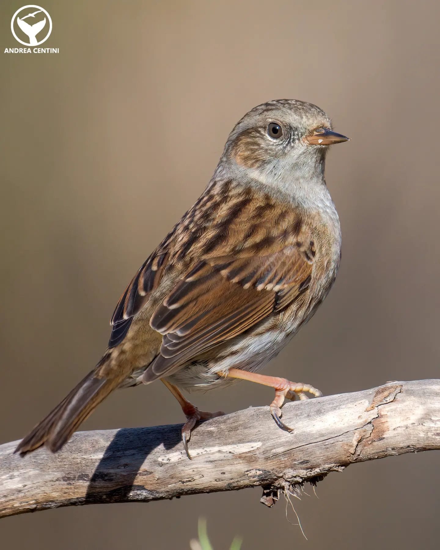 Passera scopaiola. Credit: Andrea Centini