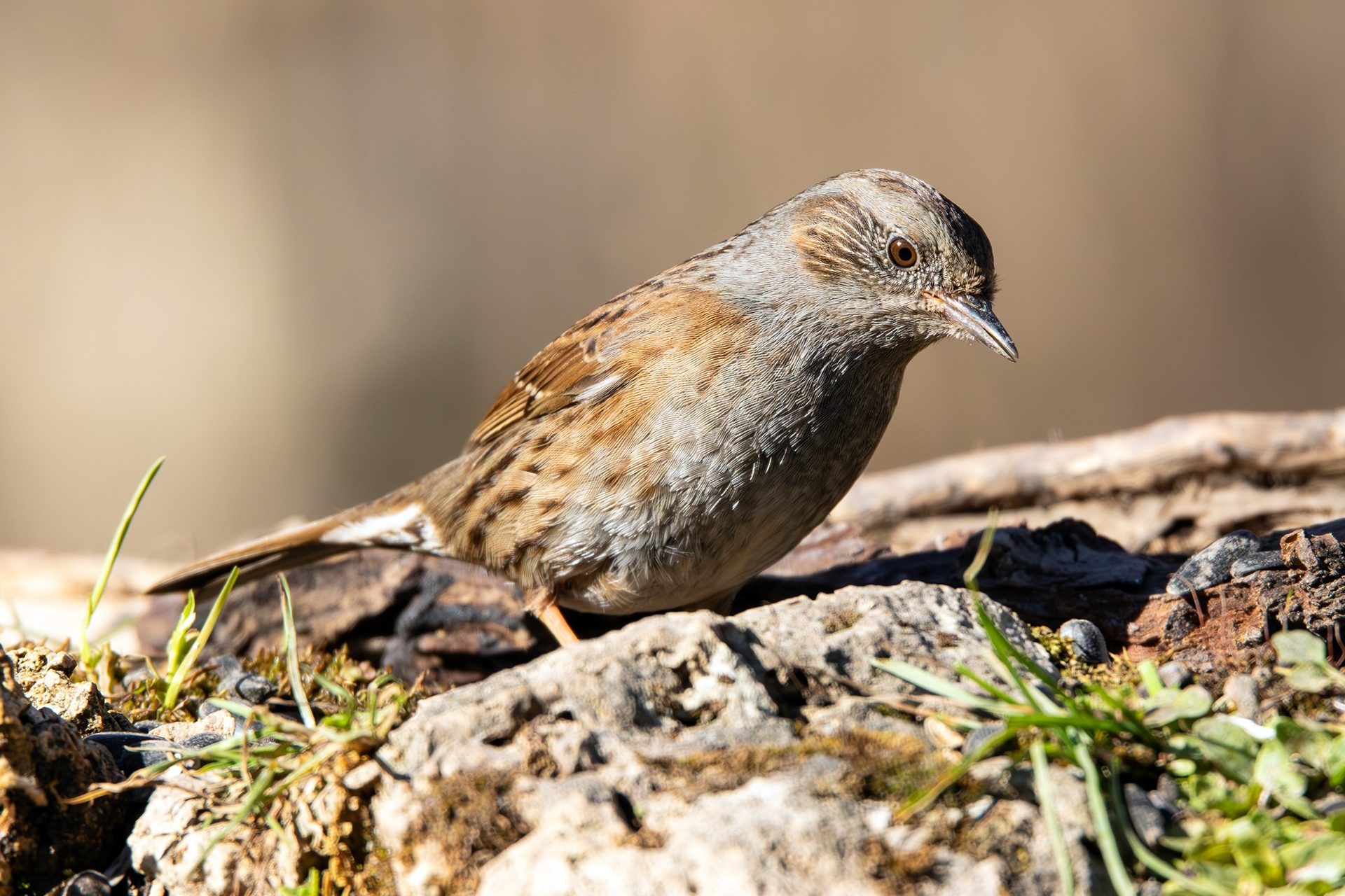 Passera scopaiola. Credit: Andrea Centini
