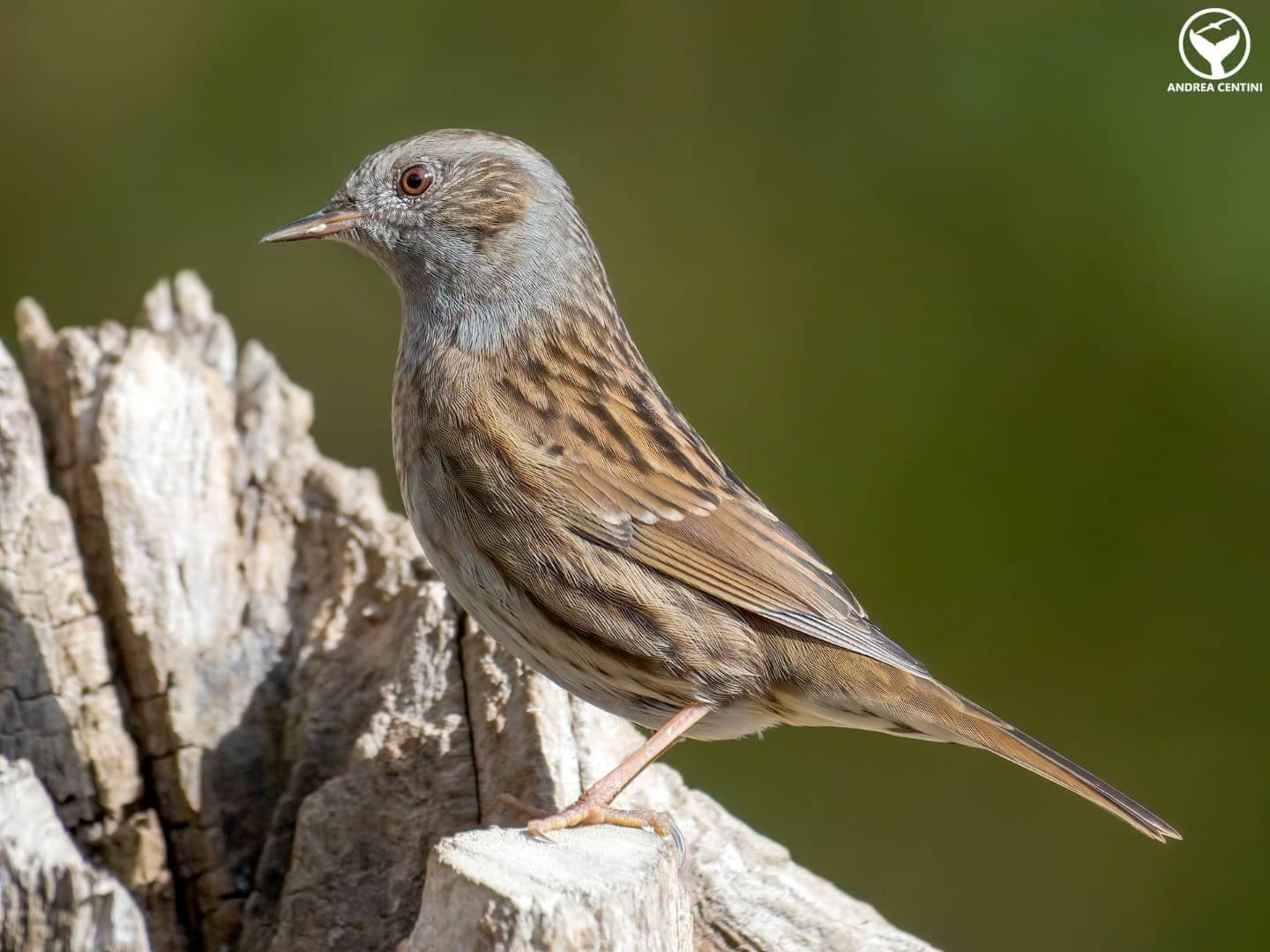 Passera scopaiola. Credit: Andrea Centini