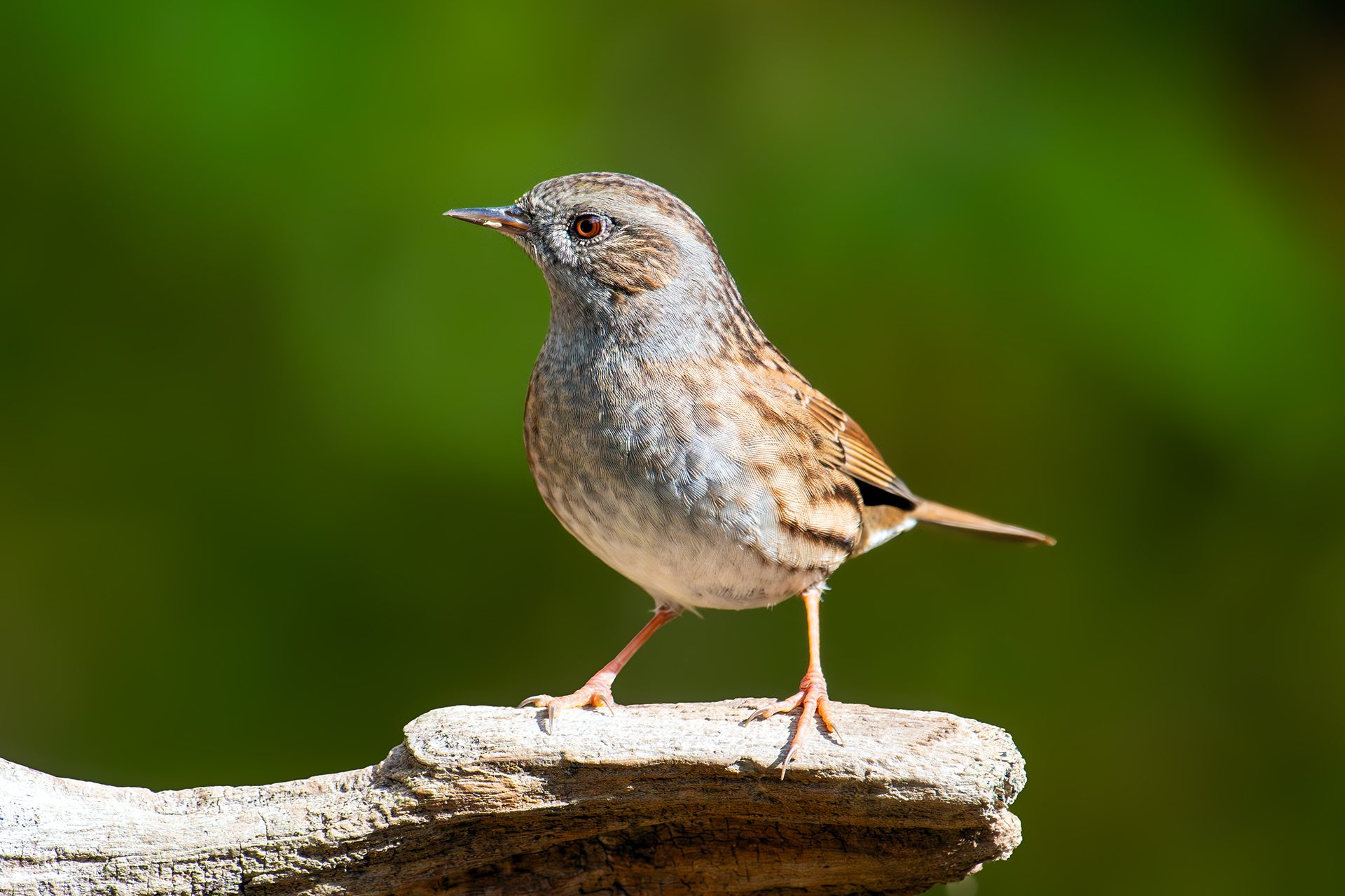 Passera scopaiola. Credit: Andrea Centini