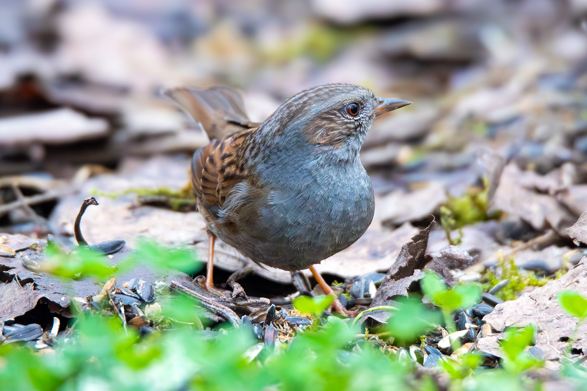 Le foto della passera scopaiola, un timido ed elusivo uccello: perché si chiama così